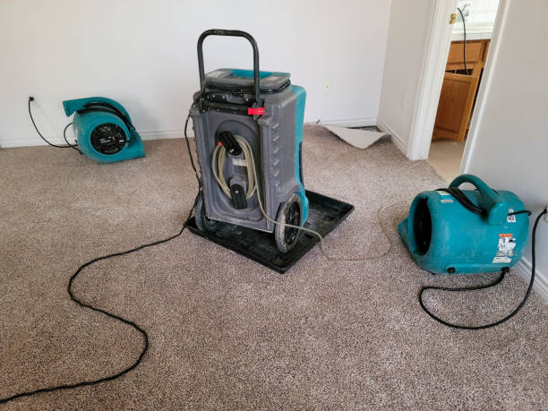 Best Professional water damage repair  in Brilliant, AL
