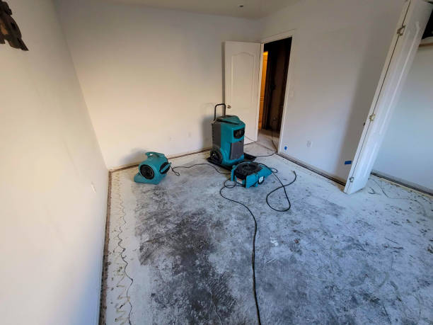 Best Mold removal after water damage  in Brilliant, AL