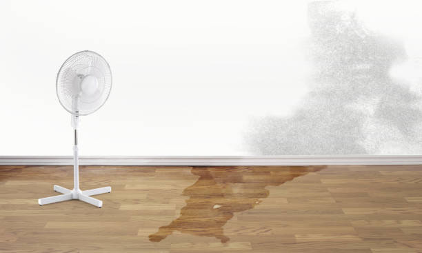 Best Local water damage restoration  in Brilliant, AL